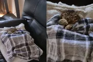 cat snores video