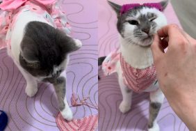 cat style video