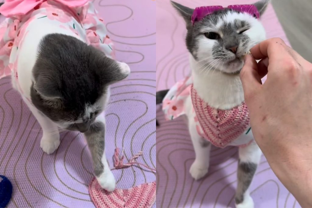 cat style video