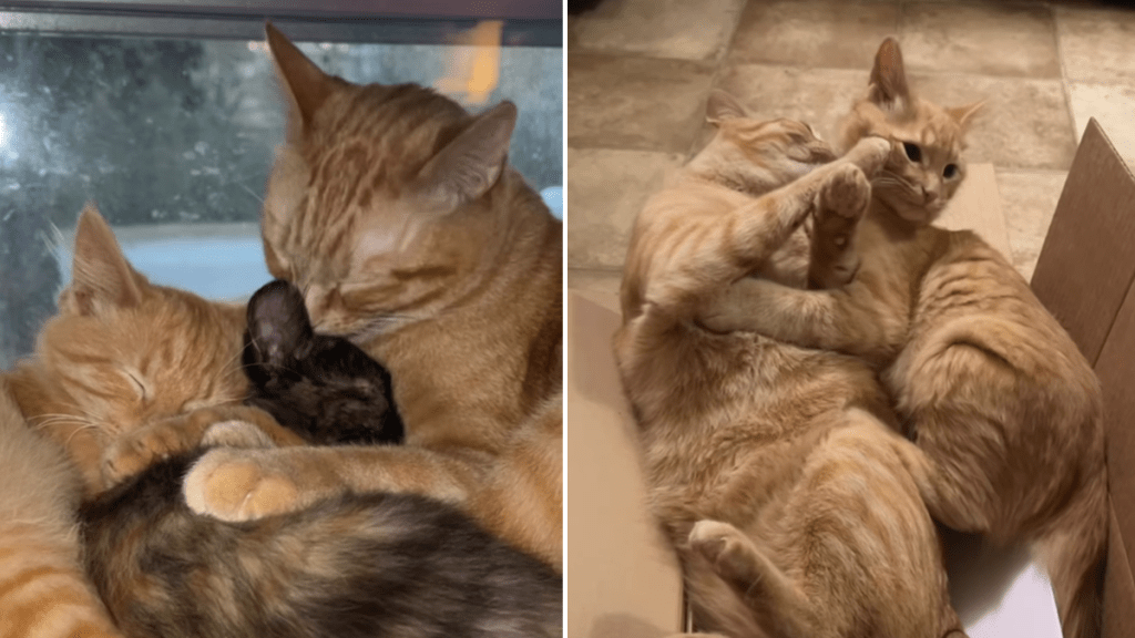 owner orange cat video