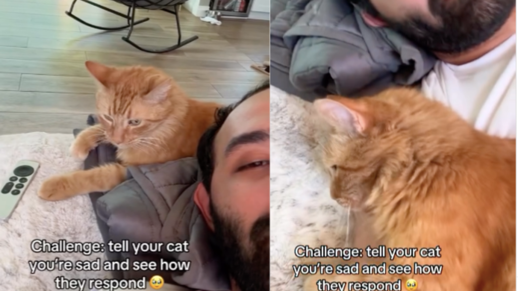 cat cuddles owner video