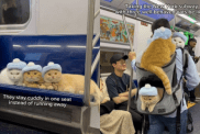 cats subway video
