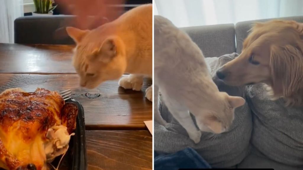 viral cat video