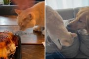 viral cat video