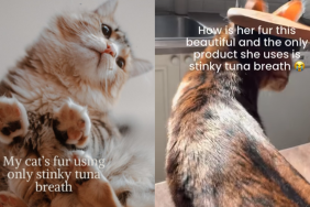 funny cat video