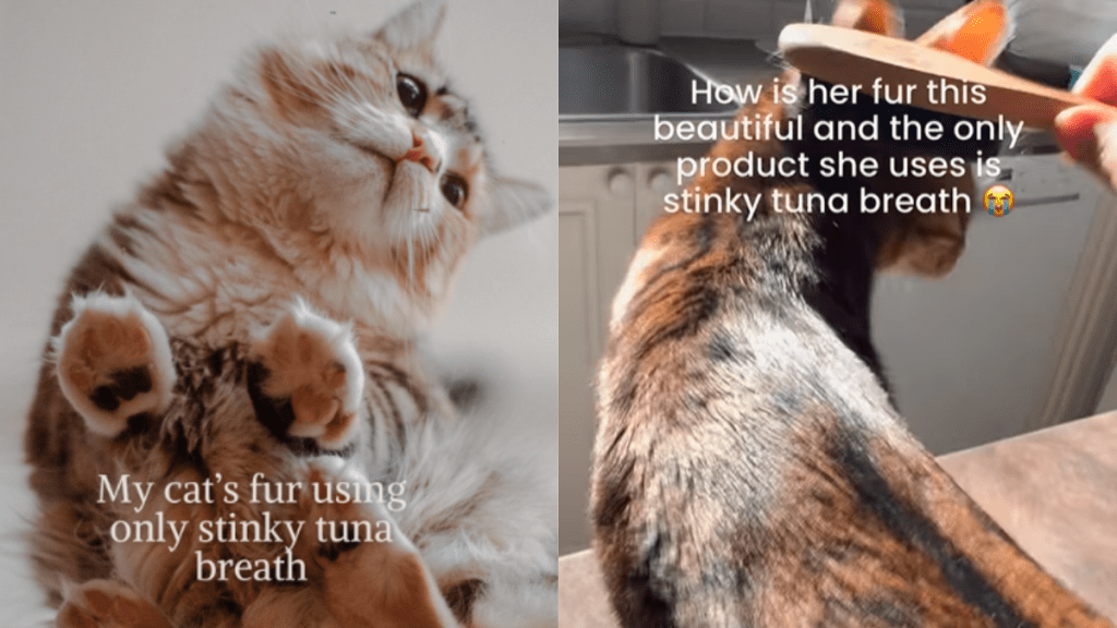 funny cat video