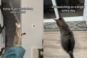 adorable cat video