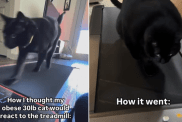 funny cat video