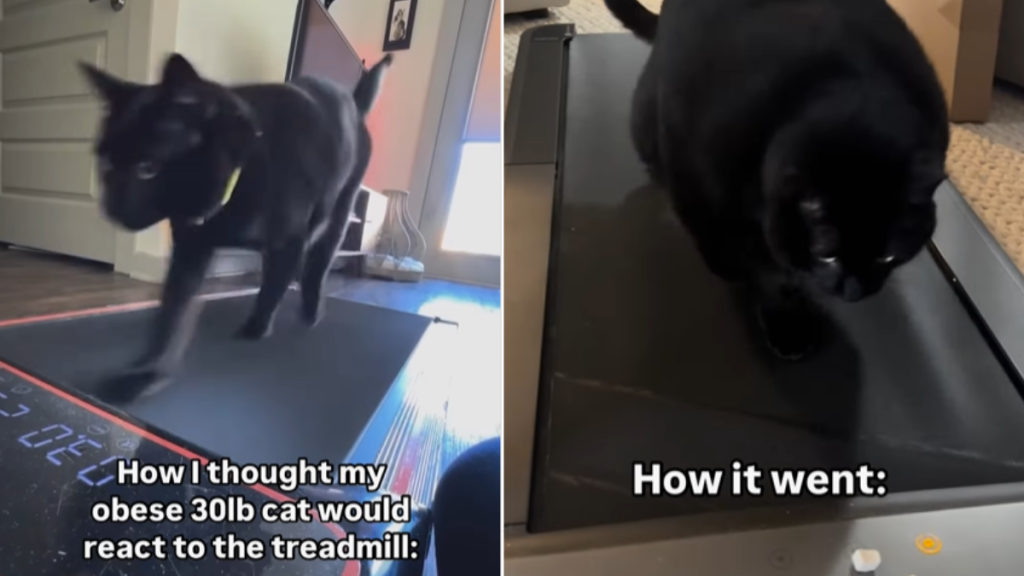 funny cat video