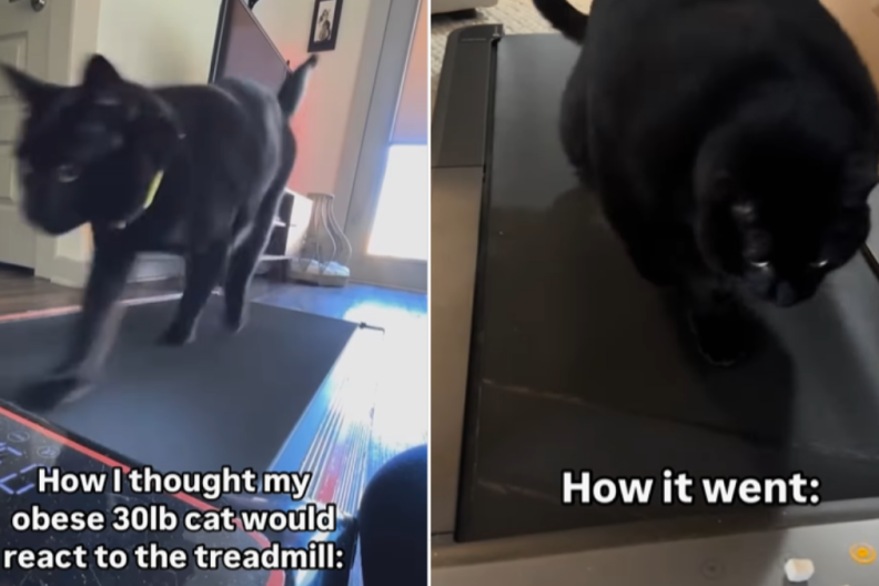 funny cat video