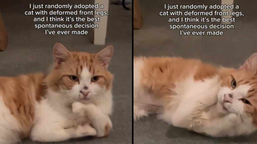 cat adoption video