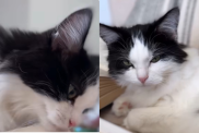 cat book video