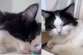 cat book video