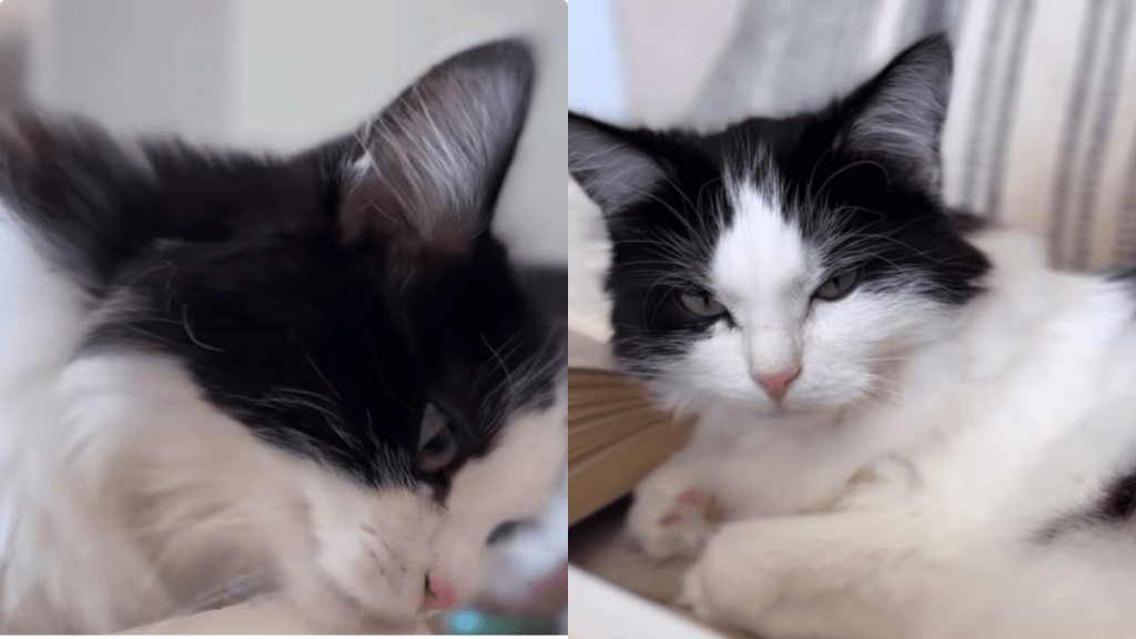 cat book video