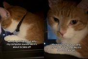 cat bed video