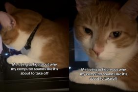 cat bed video