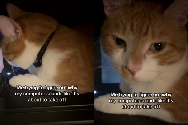 cat bed video