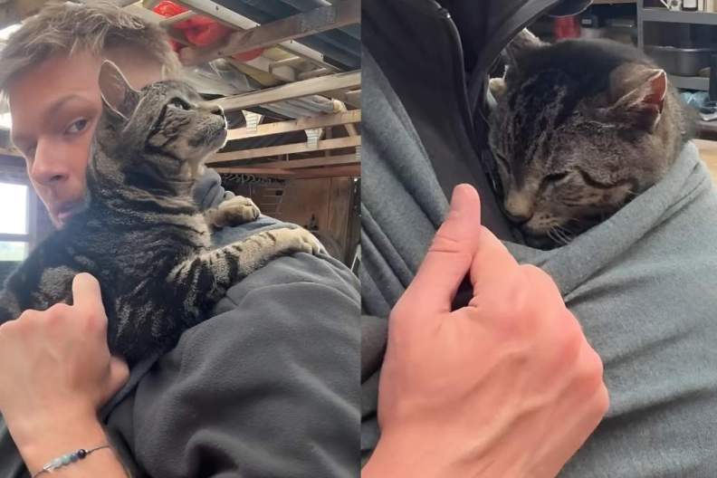 Video: Owner Puts ‘Elderly Cat’ in Baby Sling & She Cozies up Real Quick