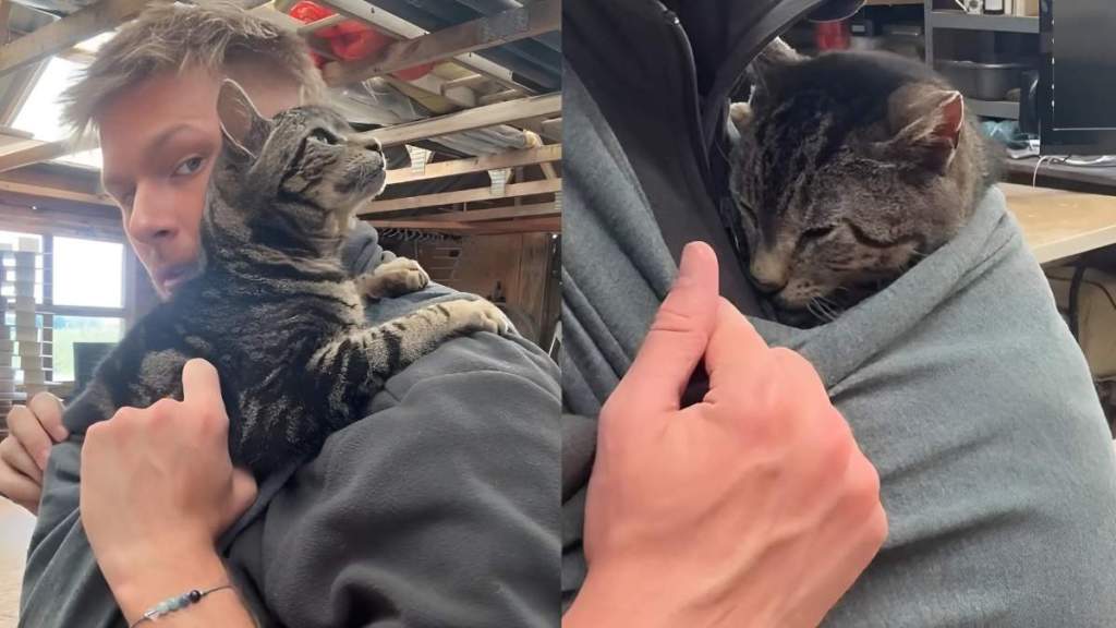 Video: Owner Puts ‘Elderly Cat’ in Baby Sling & She Cozies up Real Quick