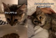 rescue cat video