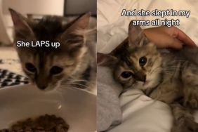 rescue cat video