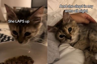 rescue cat video