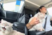 Cat ride video