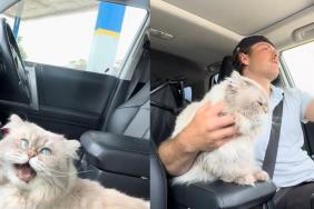 Cat ride video