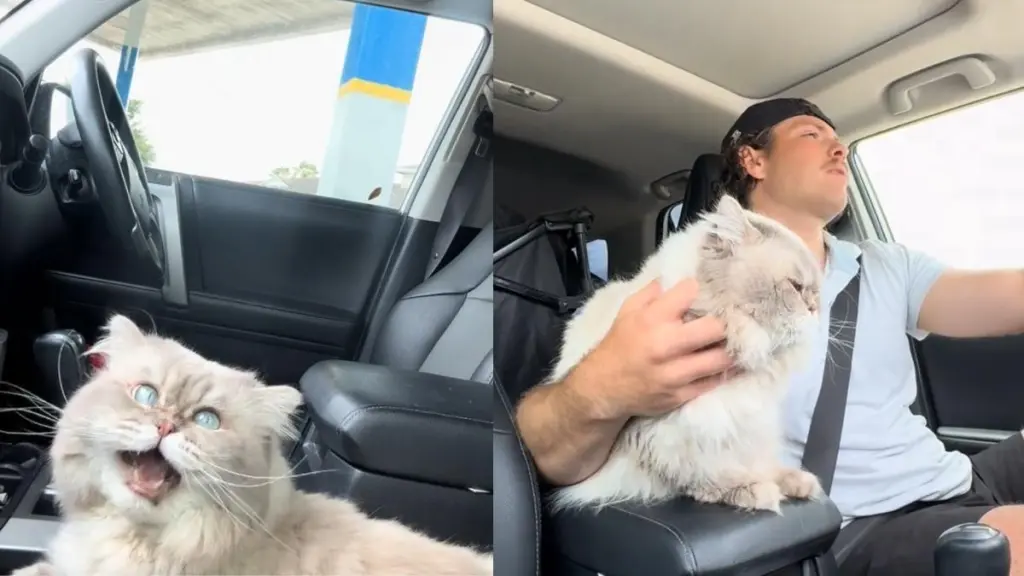 Cat ride video