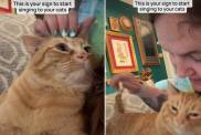 Cat Reacts to Owner Singing to Him in Viral Video