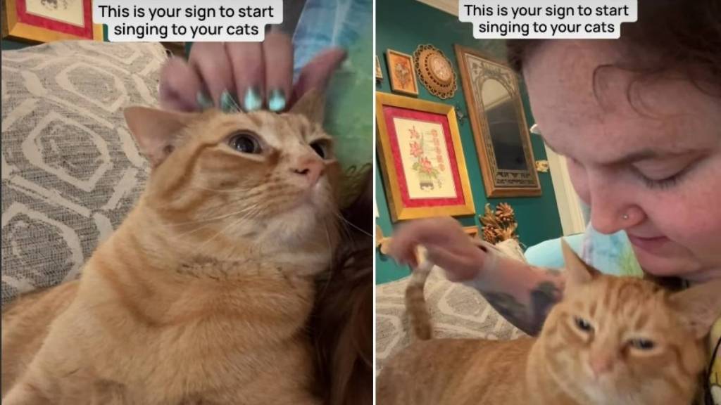 Cat Reacts to Owner Singing to Him in Viral Video