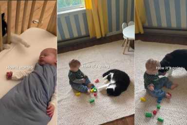 Cat & Little Baby Share the Most Gentle Bond in Adorable Video