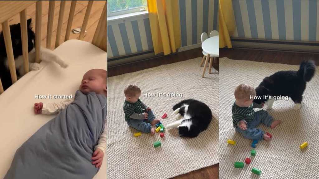 Cat & Little Baby Share the Most Gentle Bond in Adorable Video