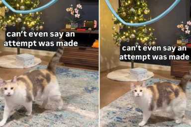 Cat Barely Makes an Attempt To Jump Through Hoop in Funny Video