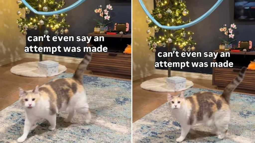 Cat Barely Makes an Attempt To Jump Through Hoop in Funny Video