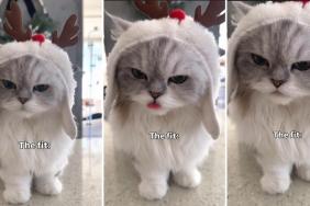 Cat Wears Rudolph Costume & Spreads Festive Cheer in This Video