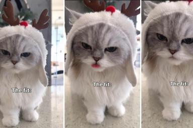 Cat Wears Rudolph Costume & Spreads Festive Cheer in This Video