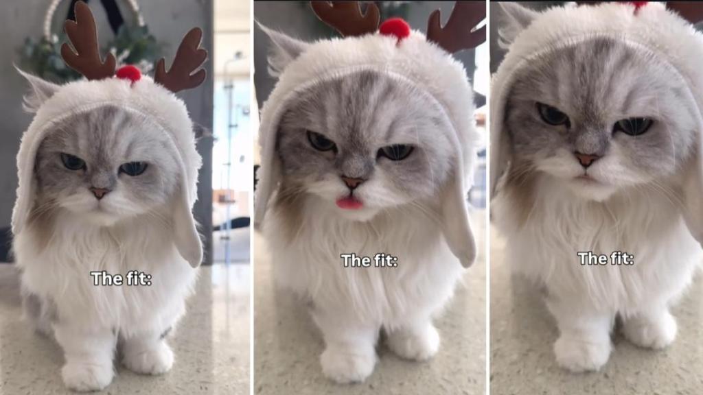Cat Wears Rudolph Costume & Spreads Festive Cheer in This Video