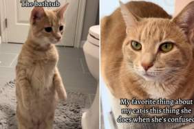 Video: Cat Turns Into a Meerkat When Confused