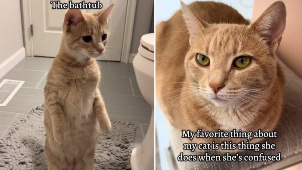 Video: Cat Turns Into a Meerkat When Confused