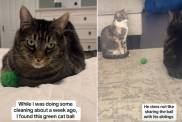 Cat’s Obsession With Green Ball Reaches New Levels