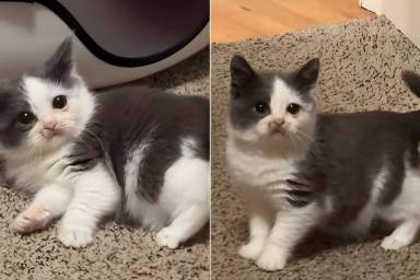 Video: Cat Wins Internet With Late Night Zoomies