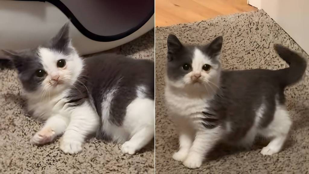 Video: Cat Wins Internet With Late Night Zoomies