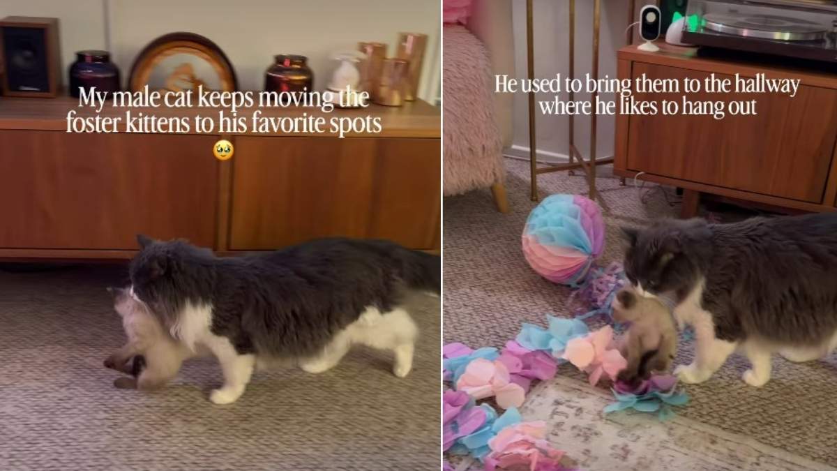Cat Keeps Moving Foster Kittens To His Favorite Places CatTime cat-keeps-moving-foster-kittens-to-his-favorite-places-cattime