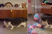 Cat Keeps Moving Foster Kittens to His Favorite Places