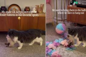 Cat Keeps Moving Foster Kittens to His Favorite Places