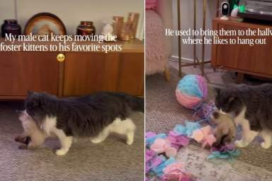 Cat Keeps Moving Foster Kittens to His Favorite Places