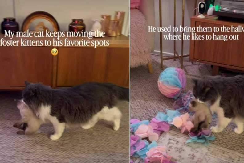 Cat Keeps Moving Foster Kittens to His Favorite Places
