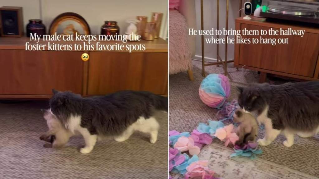Cat Keeps Moving Foster Kittens to His Favorite Places