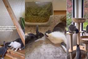 Video: Cat Gradually Falls in Love With Bunny